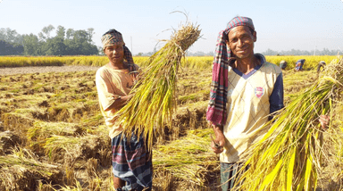 Bangladesh: An Experience of Crop Insurance