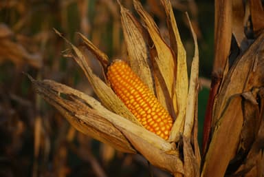 Sustainable partnership for the development of the corn industry